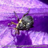 Rüssler auf Iris