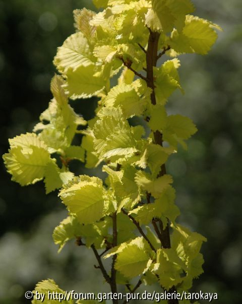 ulmus carpinifolia Wredei
