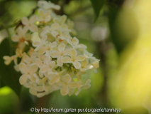syringa 'primerose'