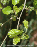 morus alba blüten