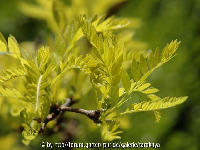 gleditsia triacanthos Sunburst