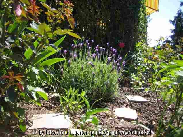 lavendel mit fragrant cloud