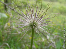 Fruchtstand Pulsatilla