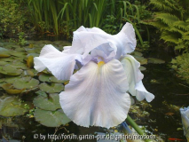 iris blue sapphire 2~0.jpg