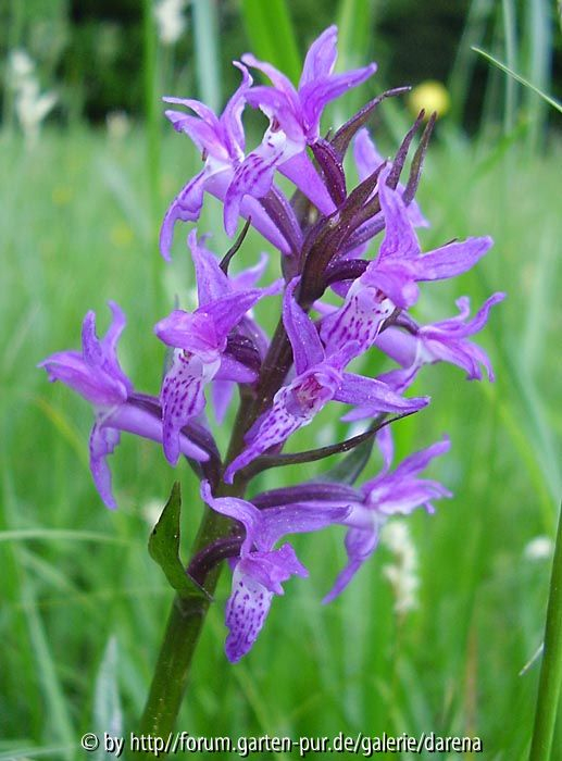 Orchidee