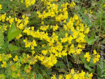 Hufeisenklee_Hippocrepis comosa.jpg