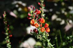 Roter Ginster