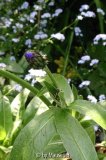 Kornblume
