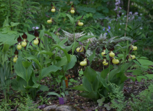 Cypripedium calceolus - Gruppe