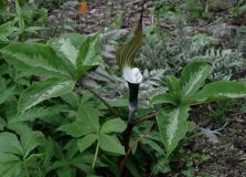 Arisaema sikokianum