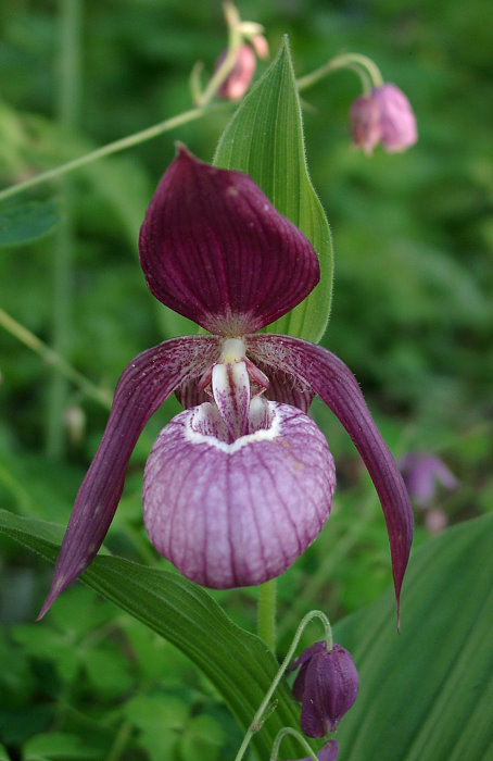 Cypripedium x ventricosum