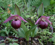 Cypripedium tibeticum 'Read Leaf'