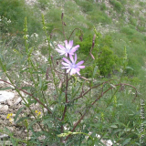 Lactuca_perennis_Blauer_Lattich.jpg