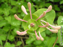 Lonicera.jpg