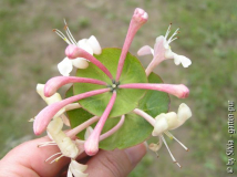 Lonicera_2.jpg