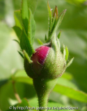 Rose de Resht