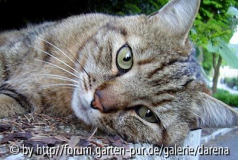 Katzenwellness