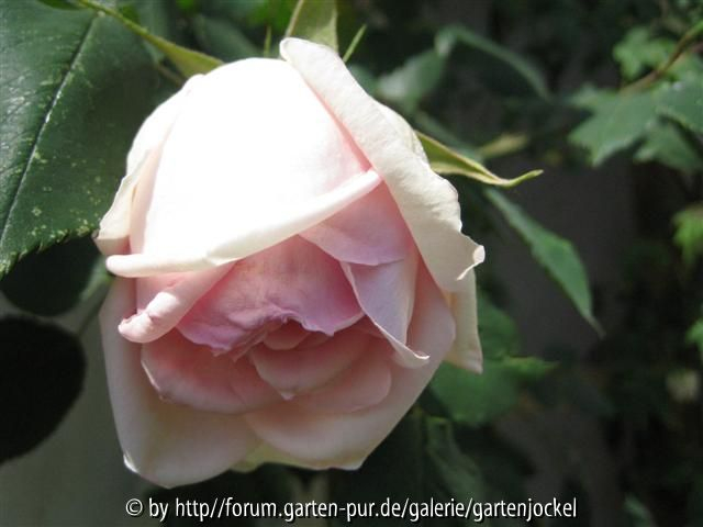 paullédé