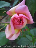 clementina carbonieri mai-2008
