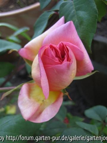 clementina carbonieri mai-2008