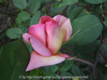 clementina carbonieri mai-2008