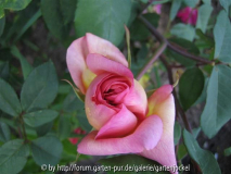 clementina carbonieri mai-2008