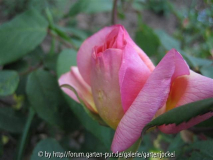 clementina carbonieri mai-2008
