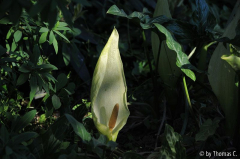 Arum im Licht