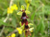 Fliegenragwurz_Ophrys_insectifera_3.jpg
