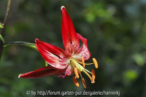 Lilium papilliferum