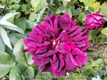 olde romeo und n icht velvet fragrance.j