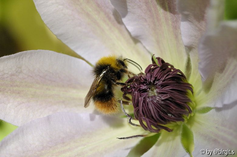 Wiesenhummeldrohn
