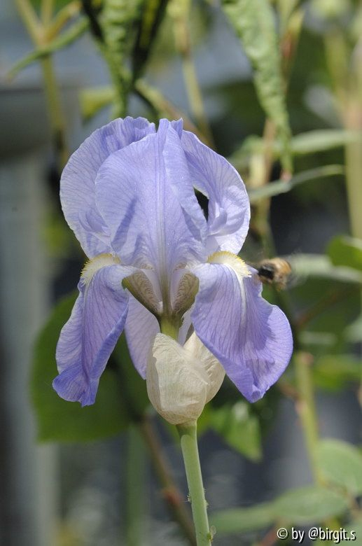 Iris I