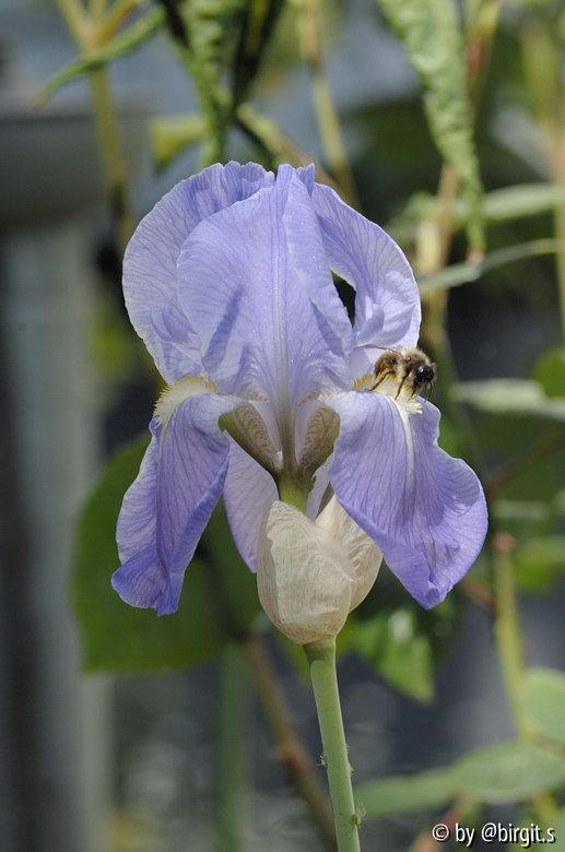 Iris II