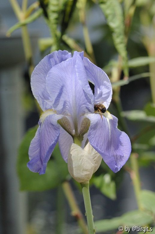 Iris III