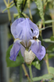 Iris III
