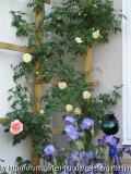 spalier (Small).JPG