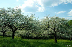 Malus 1