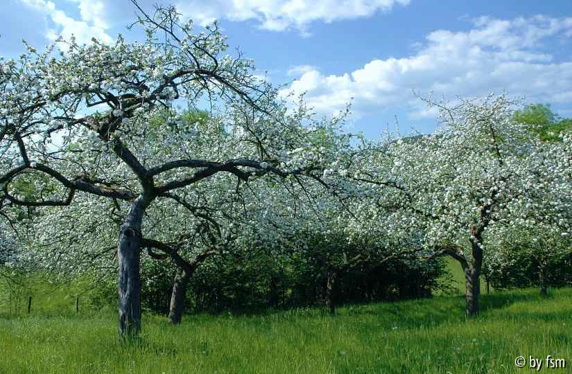 Malus 2