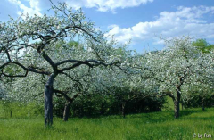 Malus 2
