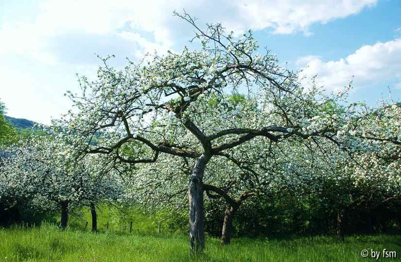 Malus 3