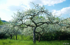 Malus 3