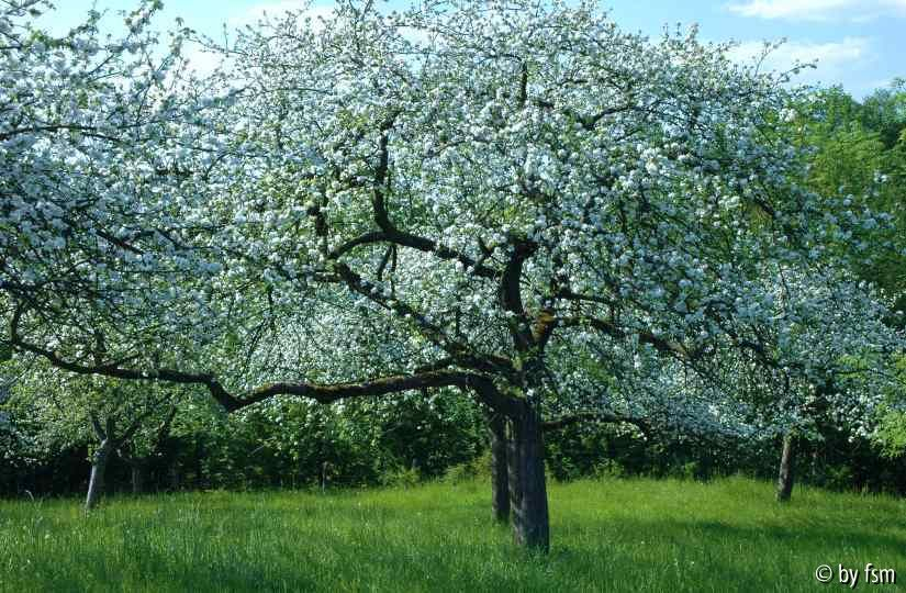 Malus 4