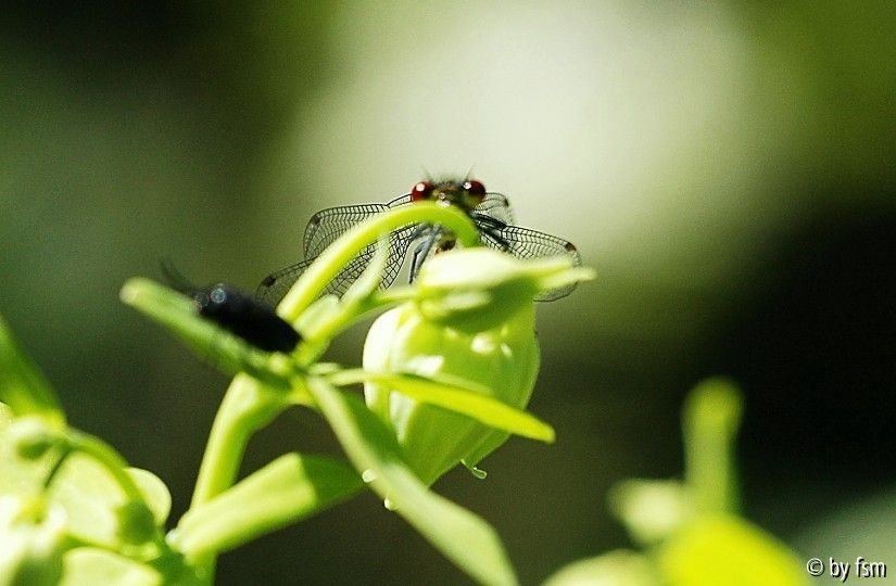 Libelle 2