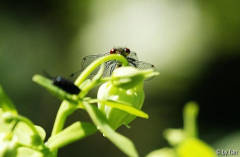 Libelle 2