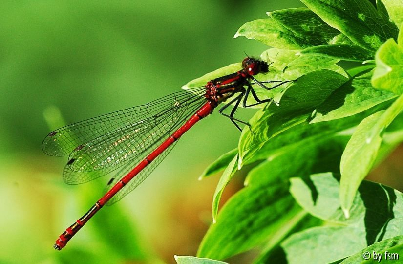 Libelle 3