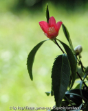 nokogiriba-tsubaki5/08