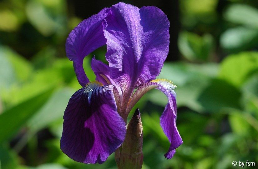 Iris X 1