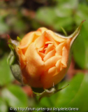 Crown Princess Margareta 14. Mai