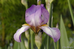Unbekannte Iris
